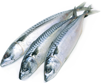 Скумбрия