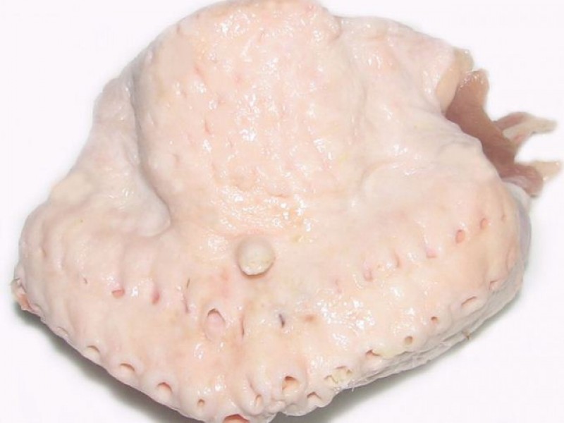 Гузки индейки