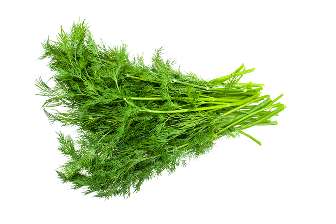 укроп свежий